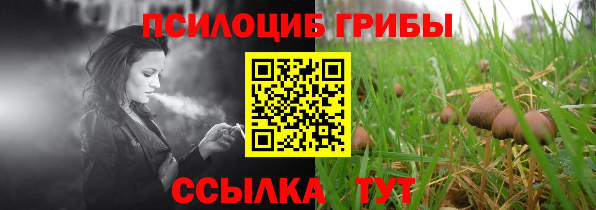 Псилоцибиновые грибы Psilocybine cubensis Выборг